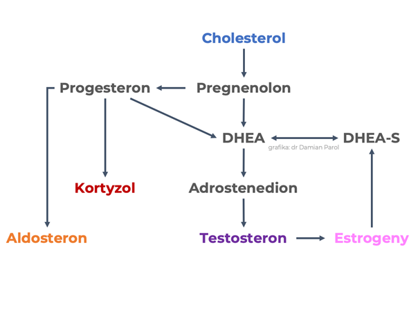 Ścieżka powstawania hormonów z cholesterolu