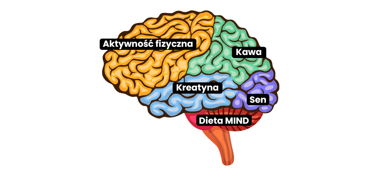 Jak poprawić pamięć i koncentracje - schemat mózgu