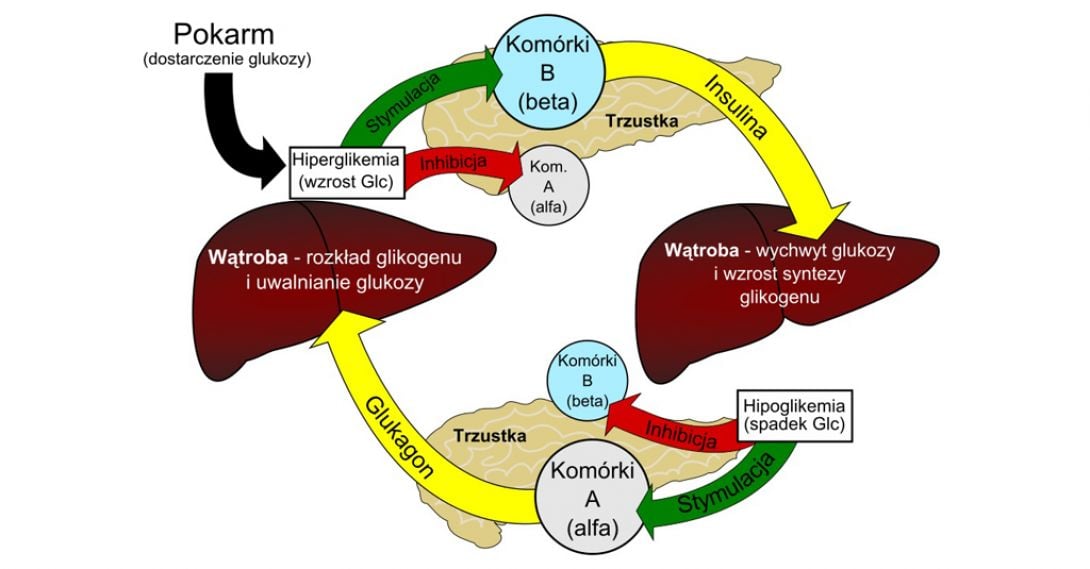 Proces produkcji insuliny