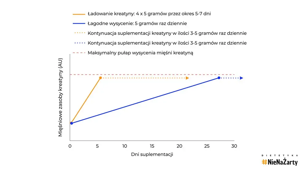 Mięsniowe zasoby kreatny