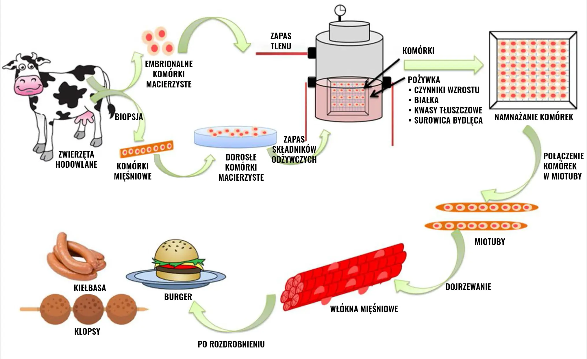Proces powstawania mięsa in vitro
