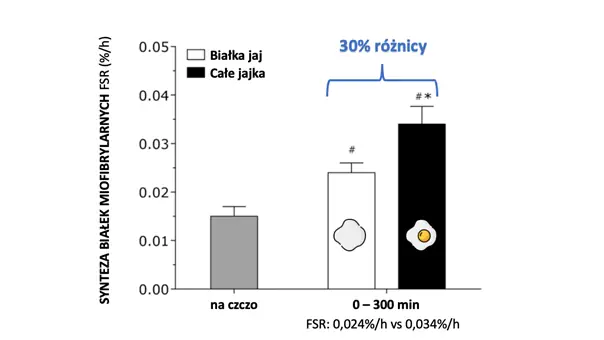 Synteza białek miofibrylarnych