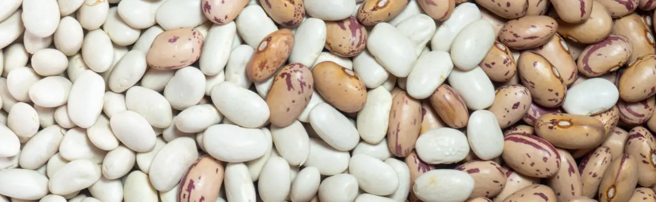 Fasola biała roślinne źródło witaminy B9