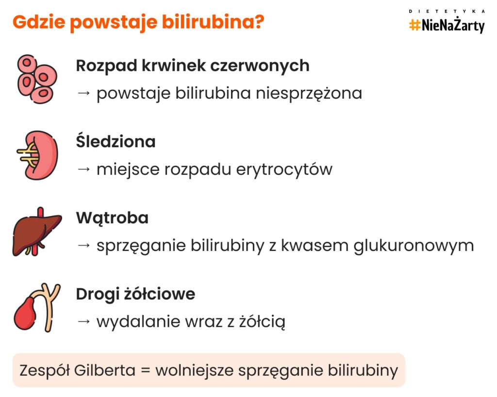 Gdzie powstaje bilirubina