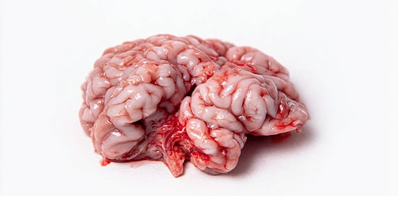 Mózg wieprzowy