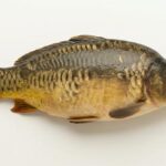 Karp świeży