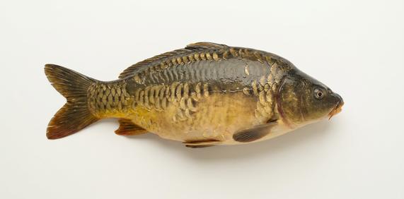Karp świeży