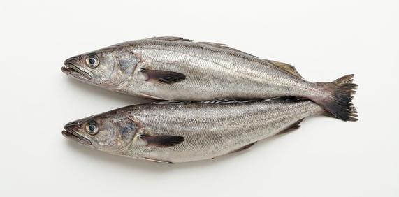 Morszczuk świeży