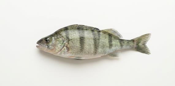 Okoń świeży