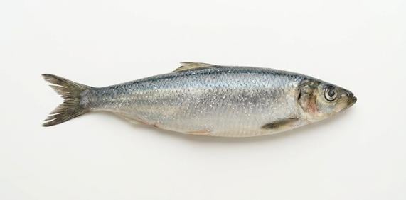 Śledź świeży