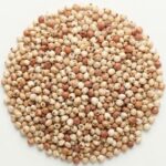 Sorgo