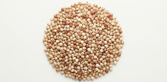 Sorgo